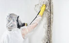 Professional Mold Inspection in Moundsville, WV